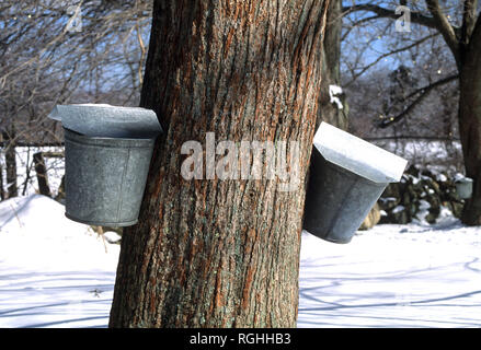 Sap buckets on a Maple tree in Richmond, Rhode Island, USA Stock Photo