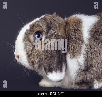 Light Brown and white  Rabbit isolated against gray background Stock Photo