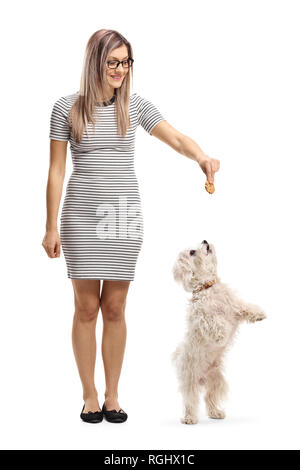Full length portrait of a young woman giving a biscuit to a maltese poodle dog standing on back paws isolated on white background