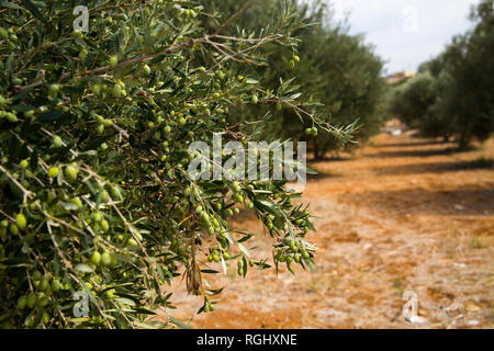 Olive tree cultivation - AZUD