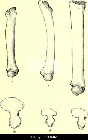 . Bulletin of the Department of Geology. Geology. 1912] Merriam ...