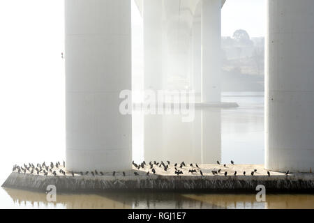 Beneath one of the newest bridges over the Douro River, Freixo bridge, seeing part of its resident colony of cormorants in a foggy morning Stock Photo