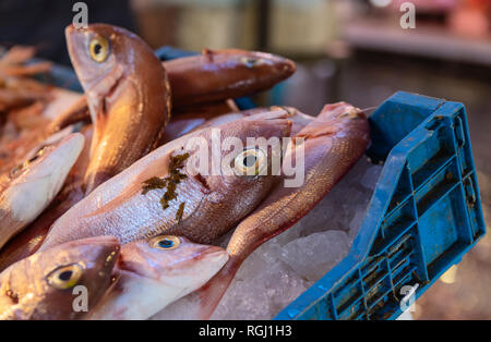 Fresh red mullet fish in crate filled with ice on food market Stock Photo