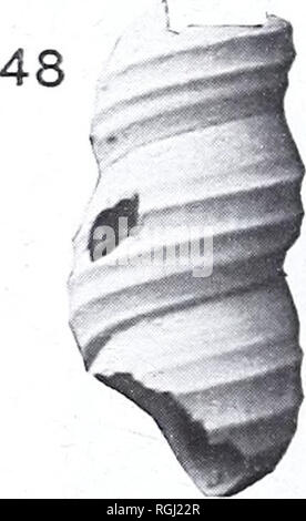 Bulletin Of The British Museum Natural History Geology 47a Figs 44 48 Dyra Gracilis Conrad Pebasian 44 47 Pichana Peru Hauxwell Colin 44 Gg A Front View X 40 B Front View