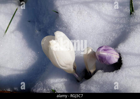 Crocus flowers blooming early the month of March emerge in winter snow in a small rural garden in Carmarthenshire West Wales Britain UK  KATHY DEWITT Stock Photo