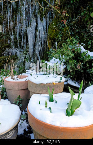 Tulips growing emerging in group of terracotta pots & icicles on ivy wall March 2018 winter snow garden Carmarthenshire West Wales UK KATHY DEWITT Stock Photo