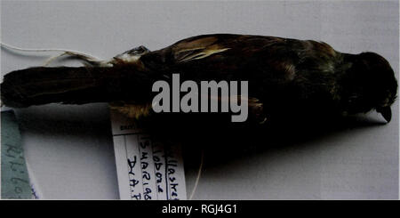 Bulletin Of The British Ornithologists Club Lincoln D C Fishpool 315 Bull B O C 2006 126 4 J Figure 1 Left Sassi S Olive Greenbul Jf M Phyllastrephus Lorenzi Apharama Ituri Dr I 1), taken at apharama, ituri (plumptre & mutungire 1996, plumptre 1997) with a living example of icterinus from mt hoyo, also in ituri, published in lippens & wille (1976). alamy