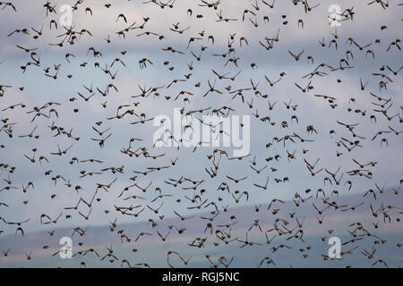 A flock of common Starlings, Sturnus vulgaris, in flight, Morecambe Bay, Lancashire, UK Stock Photo