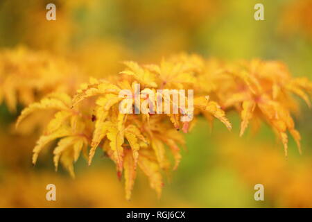 Acer palmatum 'Shishigashira' crispifolium . Japanese maple Shishigashira displaying autumn colours, November,UK Stock Photo