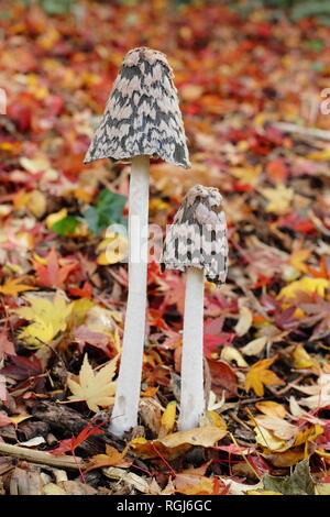 Coprinopsis picacea. Magpie inkcap fungus growing in acer tree leaf litter, late autumn, UK