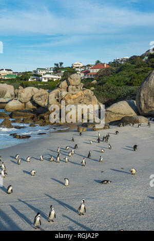 South Africa, Cape of good hope, Boulders beach, jackass penguins colony, Spheniscus demersus Stock Photo