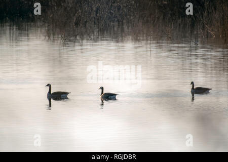 Three Canada geese swim on Lake Caroline, in the Red River National Wildlife Refuge, Bossier Parish, La., U.S.A. Stock Photo