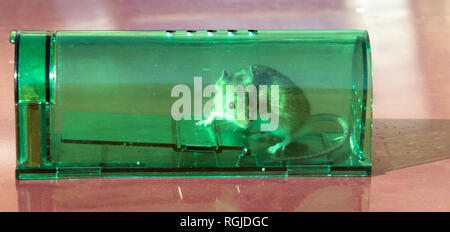 BOSSIER CITY, LA., U.S.A. - JAN. 28, 2019: A mouse is caught in a humane mouse trap. Stock Photo