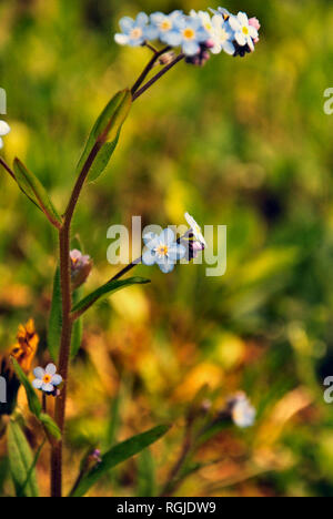 Wild blue, purple and yellow myosotis (forget-me-not) flowers on a stem with a green and yellow grass background, Quebec, Canada Stock Photo
