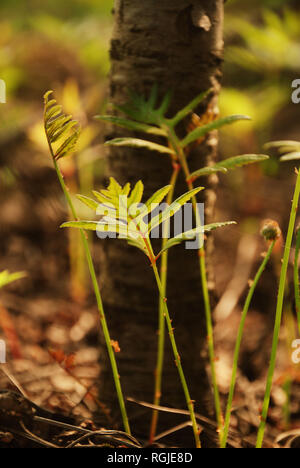 A group of green fern growing around the bottom of a forest tree in Quebec, Canada, in the warm daylight of spring Stock Photo