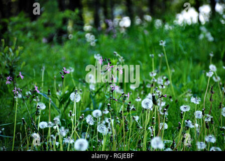 White Taraxacum (dandelion) in seed with pink Lychnis flos-cuculi (ragged-robin) flower in a green summer meadow, with bokeh effect in the background Stock Photo