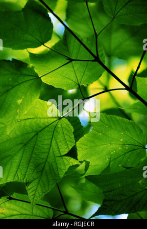 Closeup of vibrant green maple leaves in summer, with black branches in contrast of the light, Quebec, Canada Stock Photo