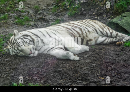 White tiger sleeping on the ground, pigment variation of the bengal tiger, Endangered animal from India Stock Photo
