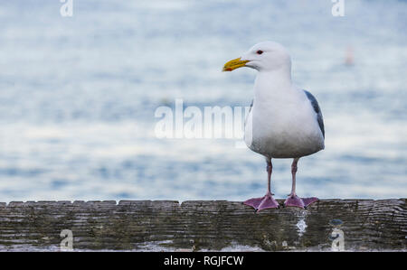 A western Seagull standing on a pier in West Seattle, WA USA. Stock Photo