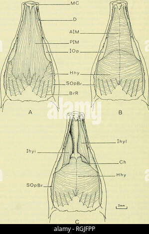 . Bulletin of the British Museum (Natural History). 24 p. H. GREENWOOD. Fig. io. Mormyrus kannume: ventral hyoid muscles. A. After removal of the skin. B. Posterior intermandibularis removed. C. Anterior intermandibularis removed; right lateral division of the interhyoideus muscle removed.. Please note that these images are extracted from scanned page images that may have been digitally enhanced for readability - coloration and appearance of these illustrations may not perfectly resemble the original work.. British Museum (Natural History). London : BM(NH) Stock Photo