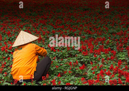 A Vietnamese woman in a Chinese sun hat tends to a public garden flower bed full of red flowers. Stock Photo