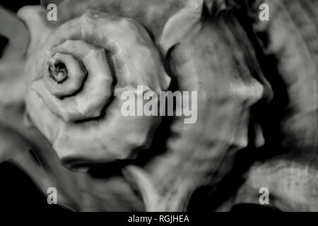 Conch shell close up in b&w Stock Photo
