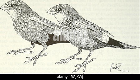 . Bulletin of the British Ornithologists' Club. Birds. R. Rest all 150 Bull. B.O.C. 1995 115(3). Figure 4. Comparison between Lonchura I. leucosticta (left) and L. I. moresbyae (right). both Oberholser 1926. But the variations in colouring are not dramatic and tend to be within a given population rather than exclusive to a defined geographic region. Lonchura maja is regarded by Paynter &amp; Storer as being monotypic. It is widely known in the bird trade in Singapore and Taipei that the White-headed Munia can be obtained from Vietnam. Small numbers of the species are often included in shipment Stock Photo