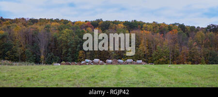 A beautiful fall landscape of an open field with hay bales in front of colorful autumn leaves. Stock Photo