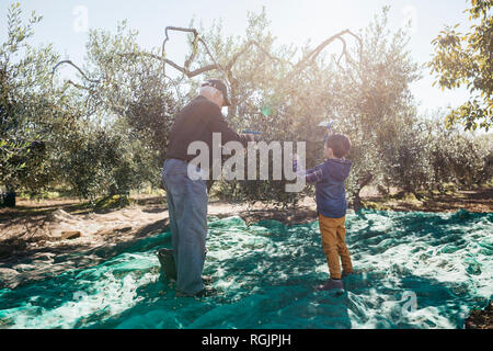 Senior man and grandson harvesting olives together in orchard Stock Photo