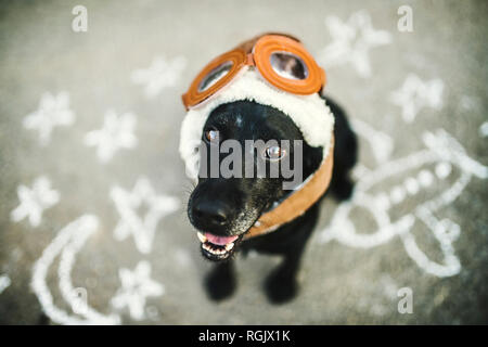 Portrait of black dog wearing flying goggles and hat Stock Photo