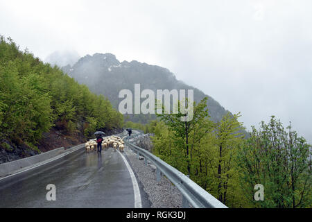 Shepherds and sheep on SH21 road. Theth National Park (Parku Kombetar i Thethit) . North Albanian mountains. Albania. Stock Photo