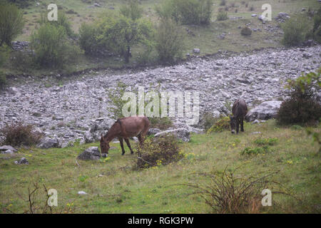 Grazing donkeys near SH21 road. 'Parku Kombetar i Thethit' - Theth National Park . North Albanian mountains. Albania. Stock Photo