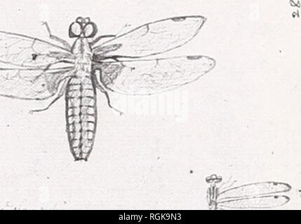 . Bulletin of the British Museum (Natural History). CHARLES DUBOIS' INSECT NOTES 149 29. A? eye, 5 *afl^ af ^Ql.. tun CSt^M ^'^ â V c/^ *Â»-Â»/ *i^/: /-&lt;x-r ^^.' 50 U'niuÂ»Â»V.,rfri-Â«f y 1 nv: â J *r *lji-tit4-n -y **^nl r/ni^^^f '^ ^iMr.' A- Cf ''-7 'â 'yf'^'f f&quot;&quot;^&quot;â '''â ' V '^-^'^tr-^cr^. Please note that these images are extracted from scanned page images that may have been digitally enhanced for readability - coloration and appearance of these illustrations may not perfectly resemble the original work.. British Museum (Natural History). London : BM(NH)