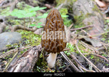 Black Morel or Morchella conica mushroom growing in early spring among roots, moss and spring vegetation in mountain coniferous forest, close up view, Stock Photo