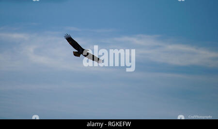 Silhouette of Eagle flying against blue sky with white clouds Stock Photo