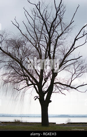 Silhouette of tree in Winter Stock Photo