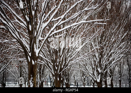 WASHINGTON, DC - Freshly fallen snow on trees lining a walkway along the Lincoln Memorial Reflecting Pool in Washington DC. Stock Photo