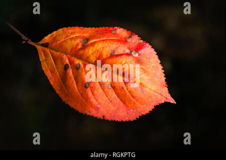 Single Red, Cinnabar Color Leave Of Mayday Tree (Prunus Padus) Highlighted On Dark Forest Background. Autumn Colors, Change Of Seasons Concept. Stock Photo