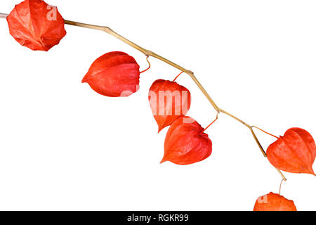 Chinese lantern (Physalis franchetii) plant isolated on white background. Branch of physalis isolated on white background. Stock Photo