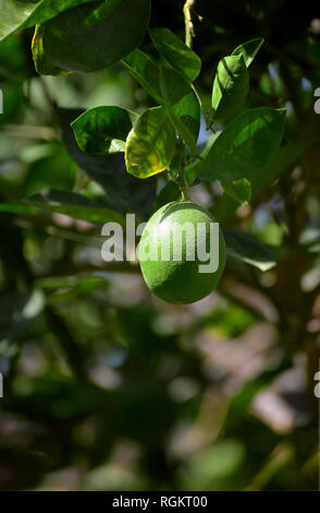 A Green Lime Fruit Hanging On Tree Stock Photo