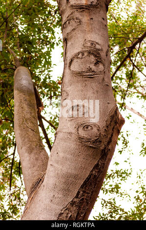 Interesting shapes and patterns on a growing tree trunk Stock Photo