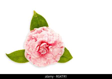 Pink camellia flower isolated on white background with copy space for card, invitation, greeting Stock Photo