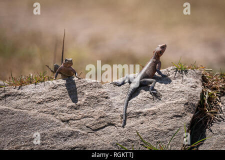 Two male common agamas sunbathe on rock Stock Photo