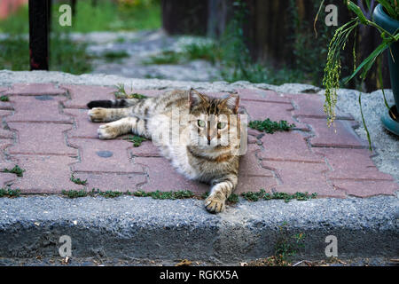 A three legged tabby cat is resting on sidewalk Stock Photo