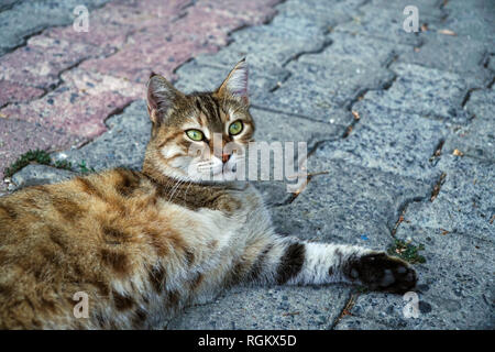 A three legged tabby cat is resting on sidewalk Stock Photo