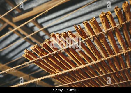 Drying of the cinnamon sticks in small workshop in Sri Lanka Stock Photo