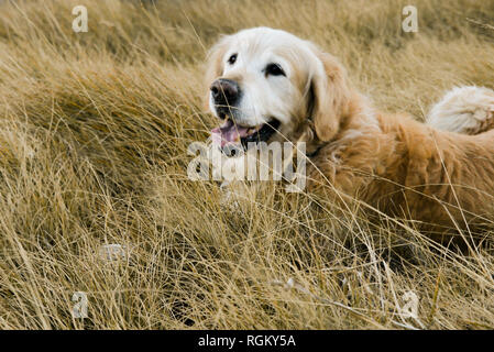 Golden retriever smiling on a nice walk in a yellow growing field in spring, late evening, sunset time. Sharing moments with pet, happiness Stock Photo
