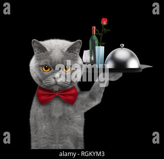 Waiter cat with dishes, wine and rose. Isolated on black background Stock Photo