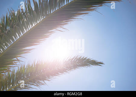 Close up of tropical palm tree branches and bright sun breaking through the leaves.