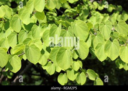 Leaves of Katsura tree, Cercidiphyllum japonicum in spring Stock Photo